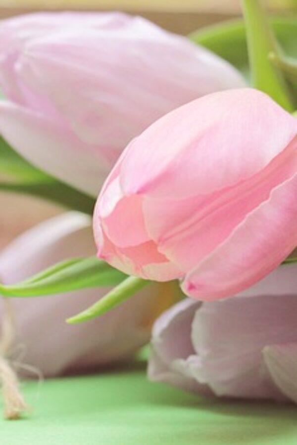 Dimanche 23 mai c’est la fête des Mamans !